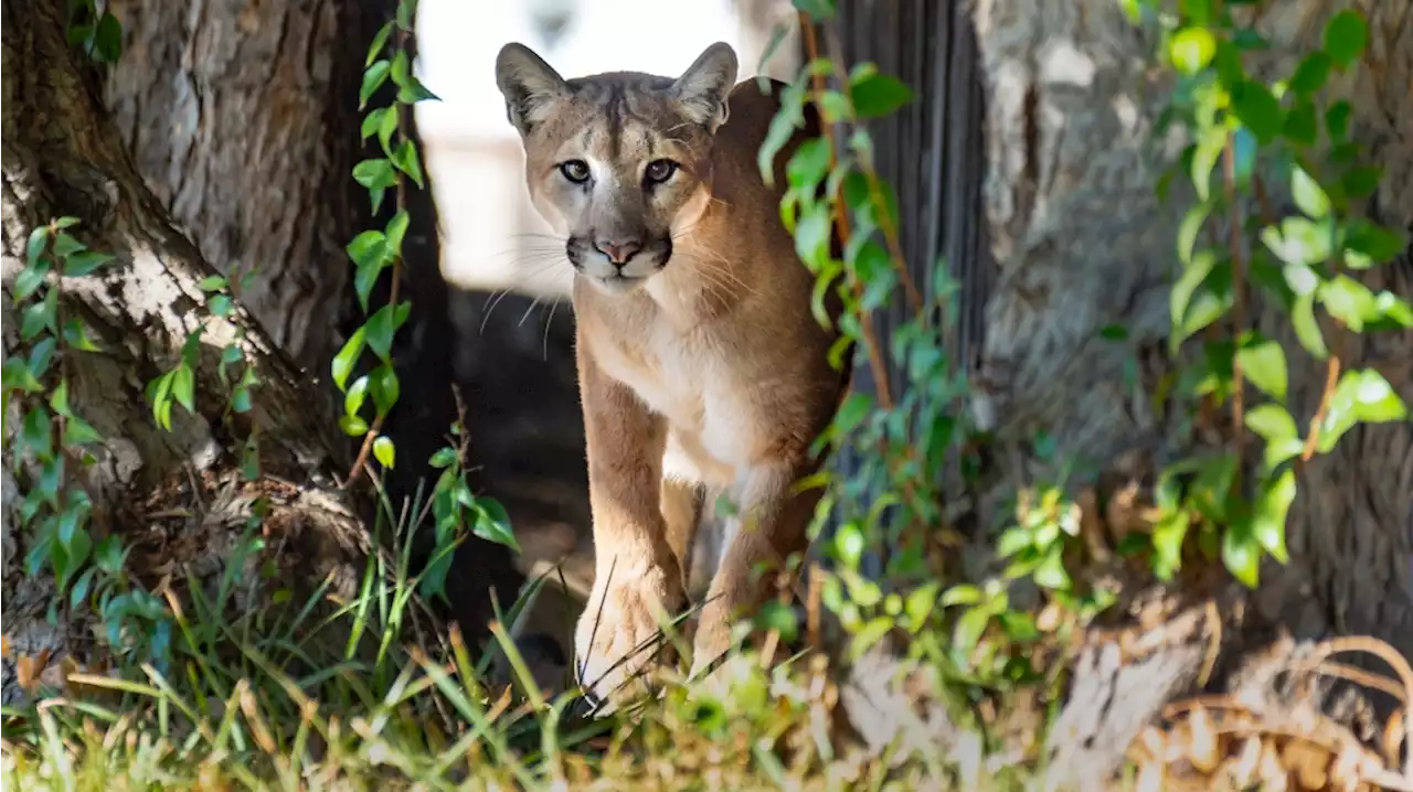 Mountain lion grabs pug from California dog park