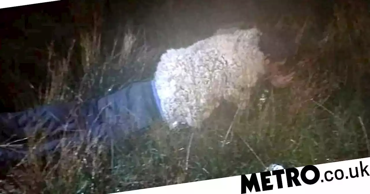 Man disguises himself as a sheep to try to escape prison