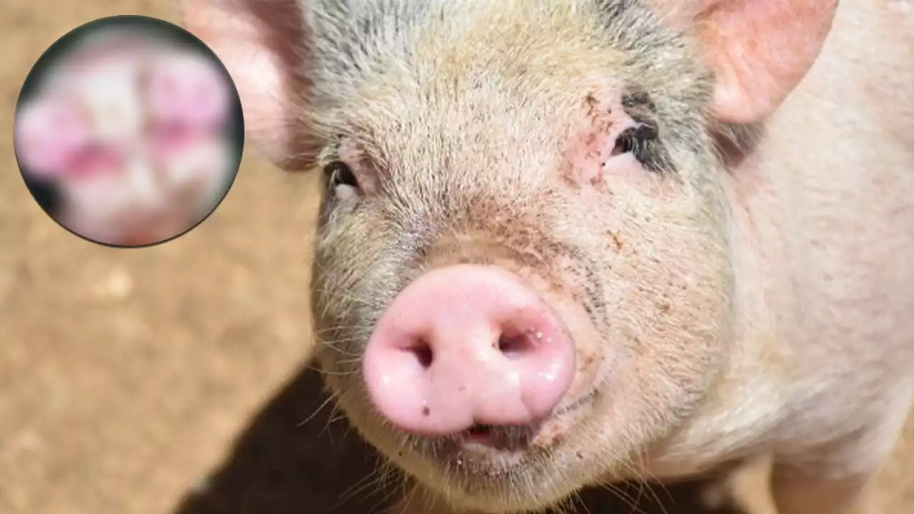 [FOTOS] ¡Increíble! Nació un cerdito con dos hocicos y goza de buena salud