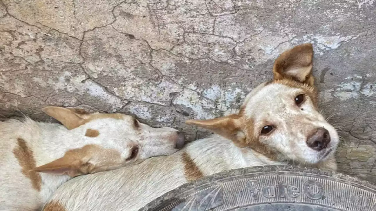 San Juan: sacrificaba perros y gatos para 'absorber su energía y no envejecer'