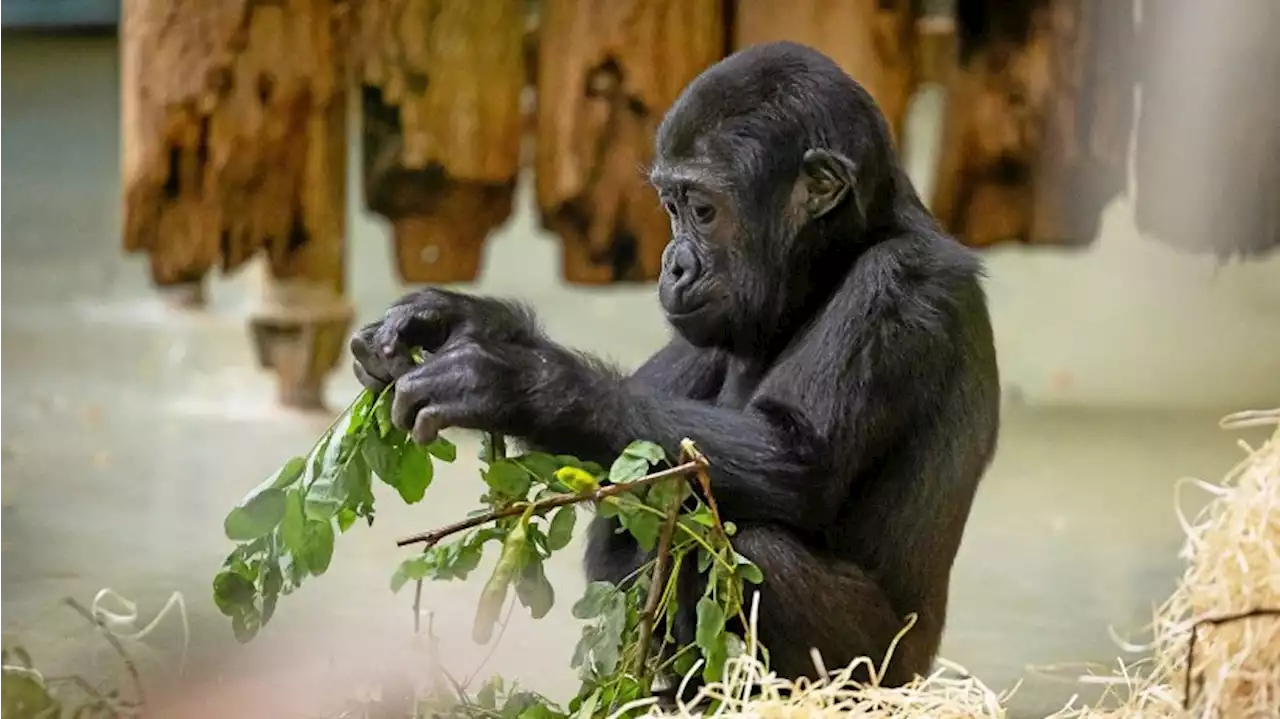 Eine Torte für Gorilla-Mädchen Tilla zum Geburtstag