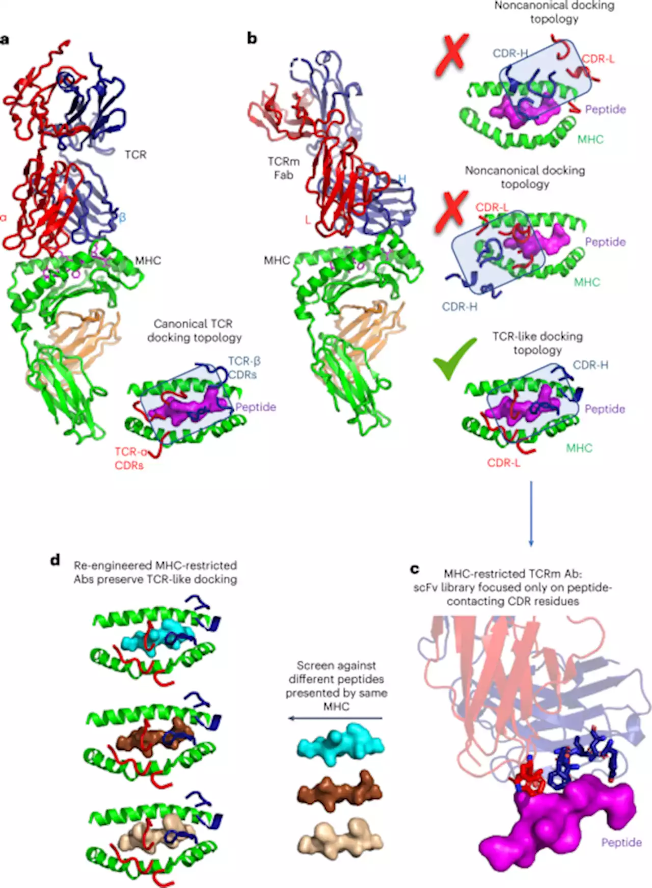 Facile repurposing of peptide–MHC-restricted antibodies for cancer immunotherapy - Nature Biotechnology