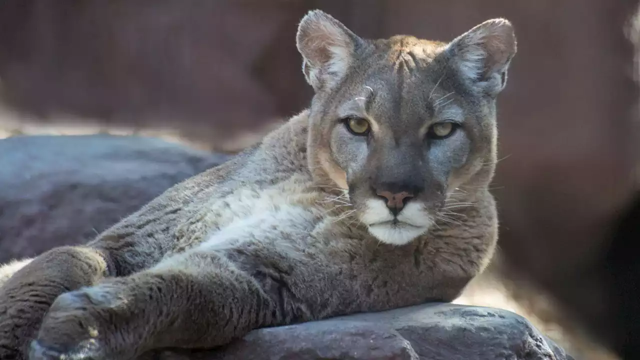 Mountain Lion Fatally Struck by Vehicle Near Malibu