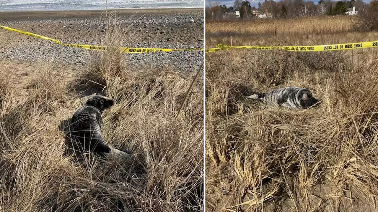 Baby Seal Rests on Swampscott Beach for Hours, But Makes It Back Into the Sea