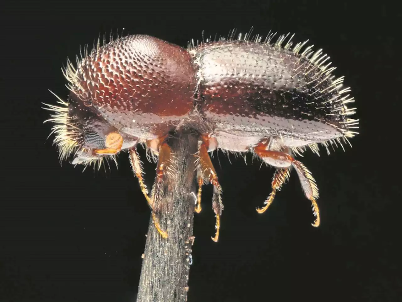 Invasive beetle to hit municipalities and property owners where it hurts | News24