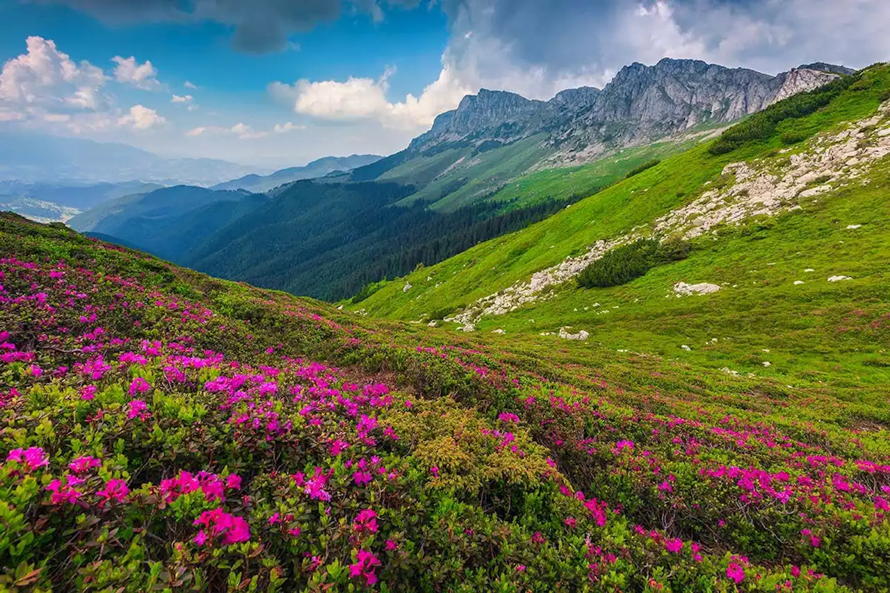 Plants are receding up mountains faster than thought in North America