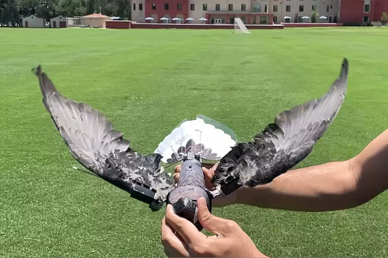 Stuffed dead birds made into drones could spy on animals or humans