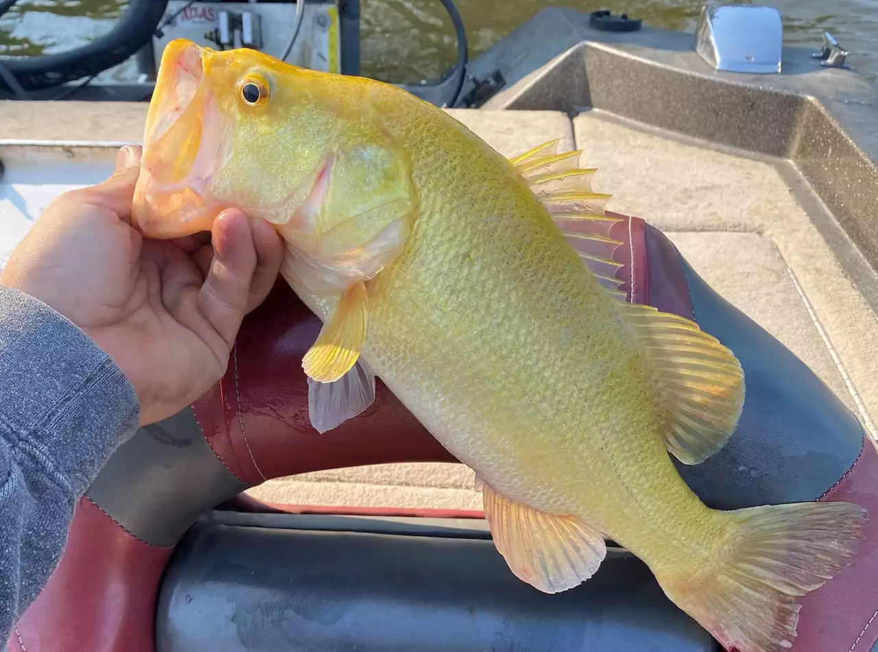 Extremely rare fish with mutation caught in Virginia, returned to river