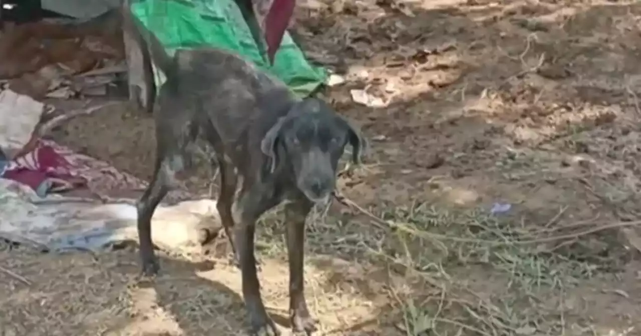 Rescatan a perrito que había sido abandonado hace meses cerca al río Cali