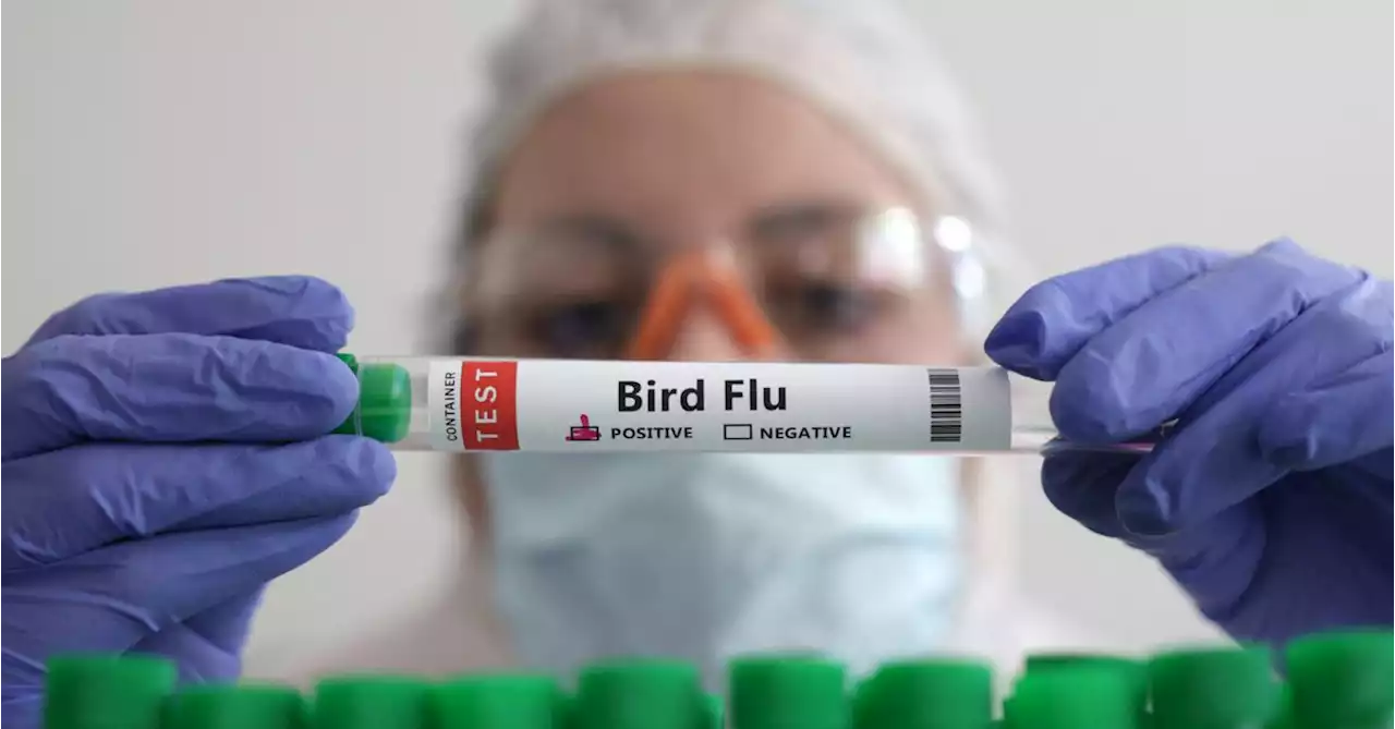 Explainer: Bird flu: what are the risks to people and animals?