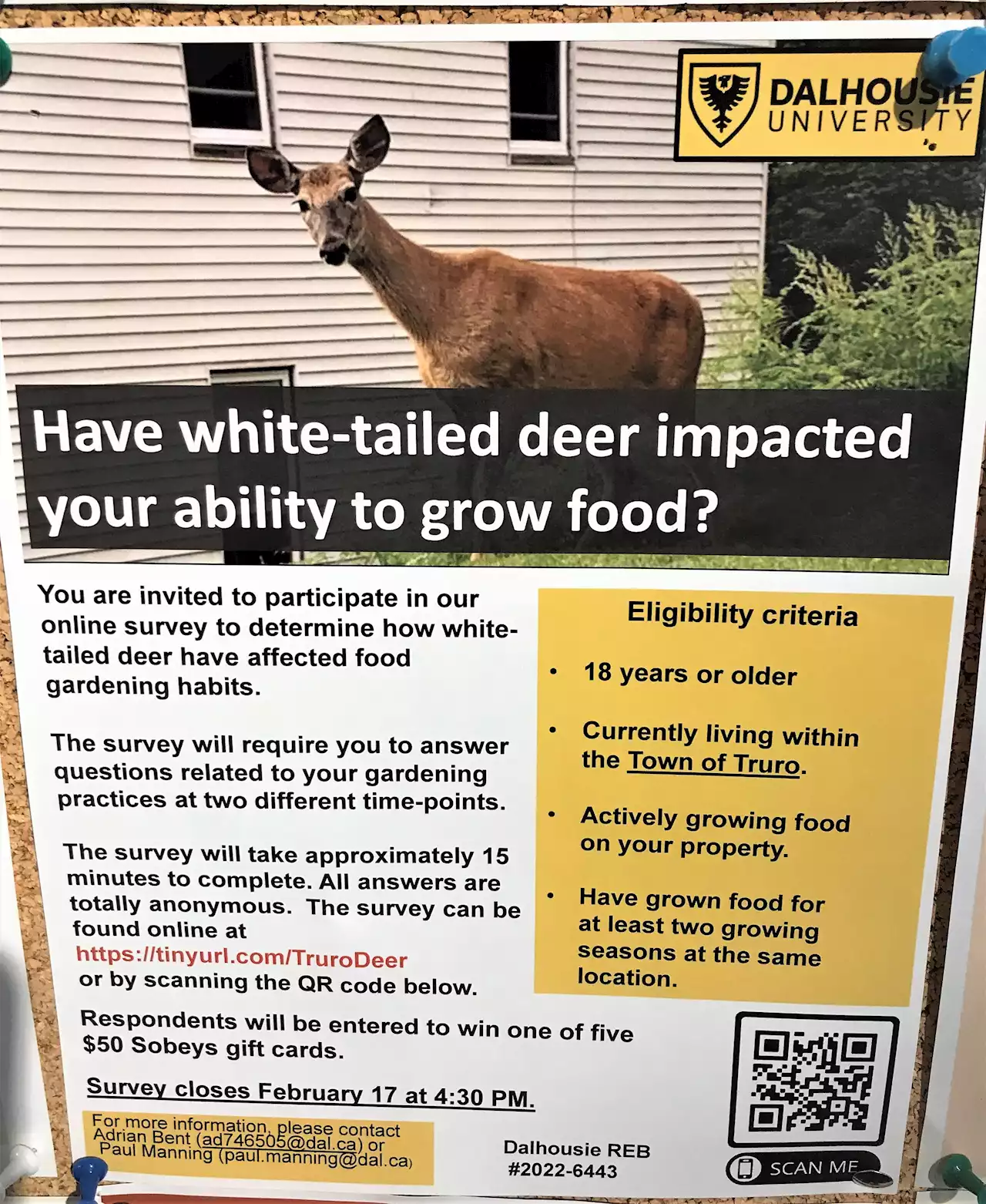 Dal-AC student researching Truro’s ongoing deer situation | SaltWire