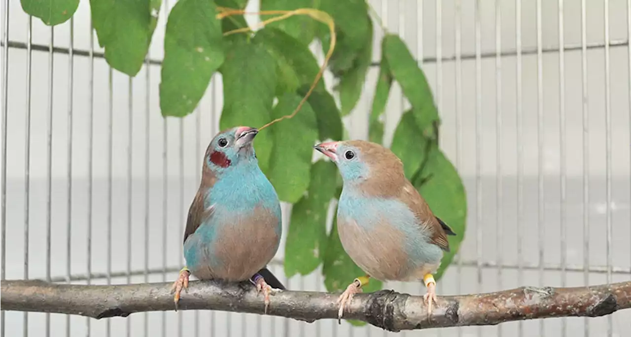 Adorable birds tap dance their way into the heart of a mate | Science News