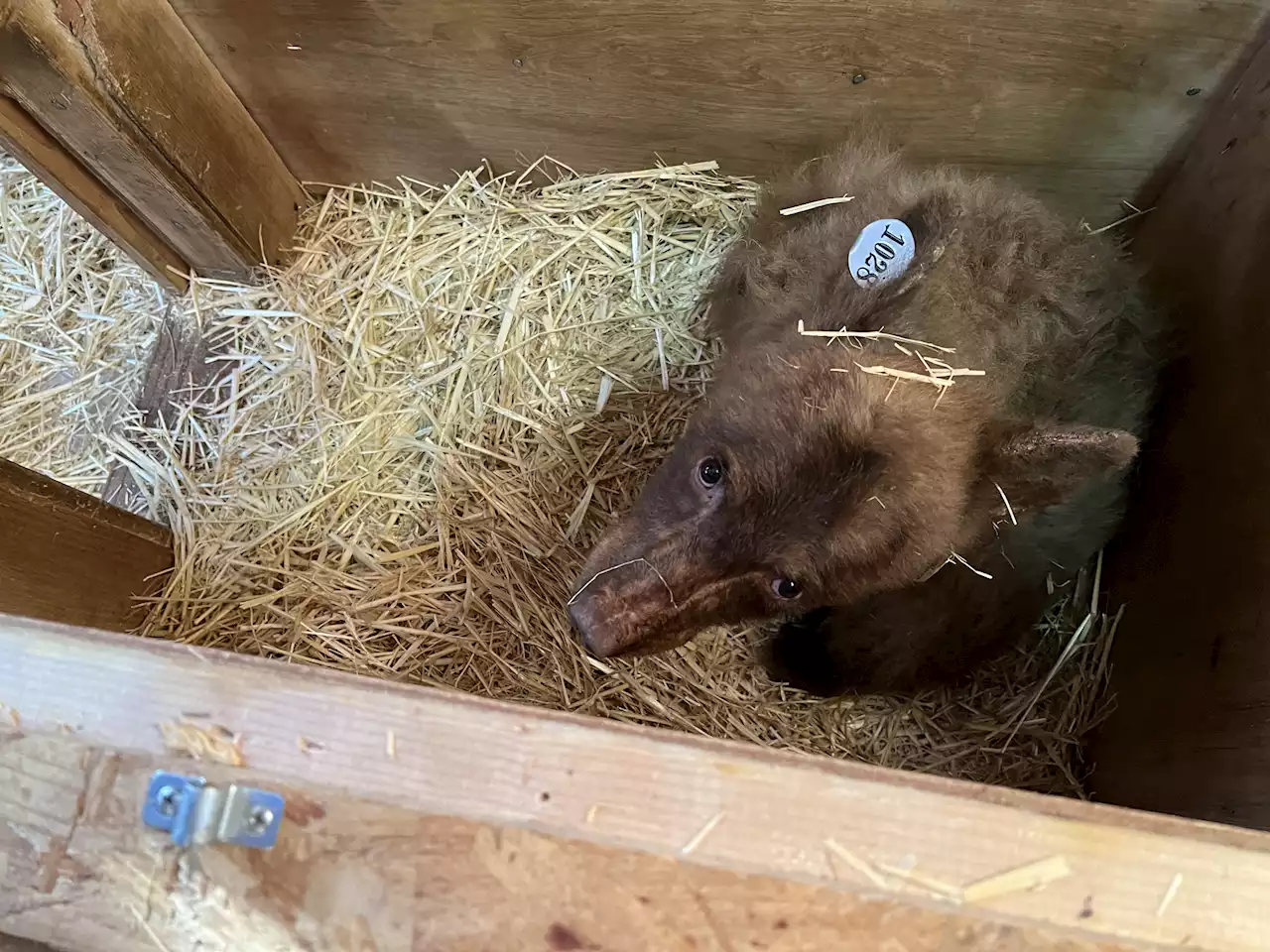 Young black bear escapes from Tahoe wildlife facility