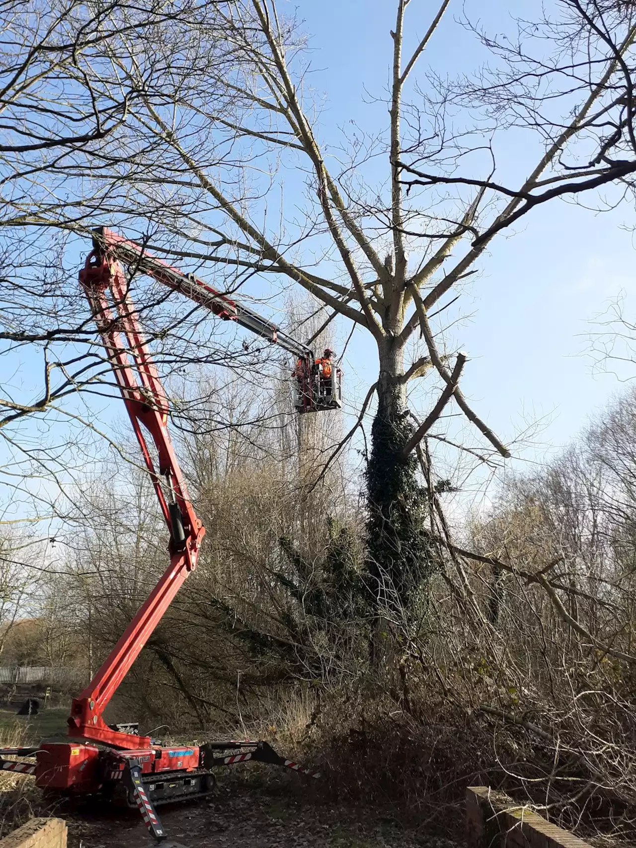 'Dangerous' storm-damaged tree had to be cut back to avoid heavy branches falling