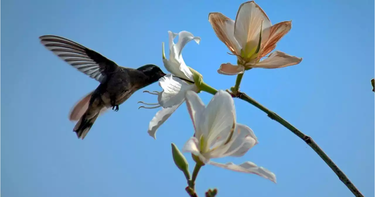 Miles de colibríes son capturados y vendidos con el pretexto del “amor y la amistad”