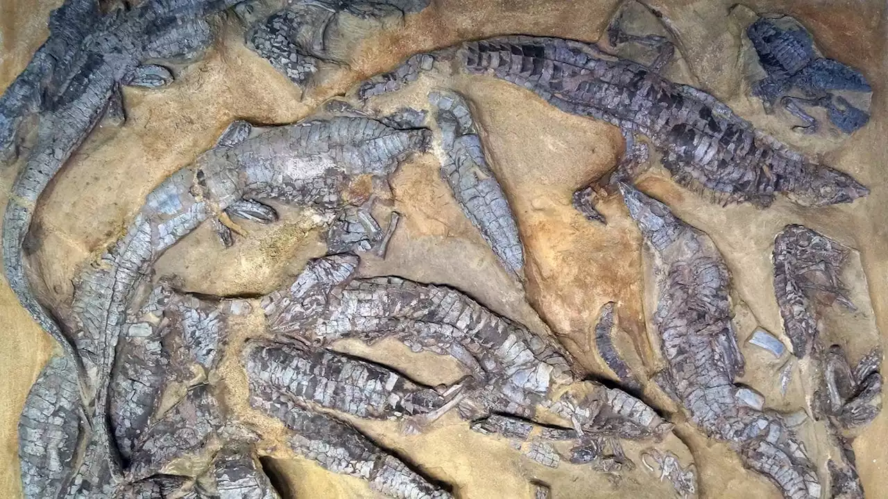 Sensation: Rätsel um mysteriöse Mini-Dinos nach 150 Jahren gelöst