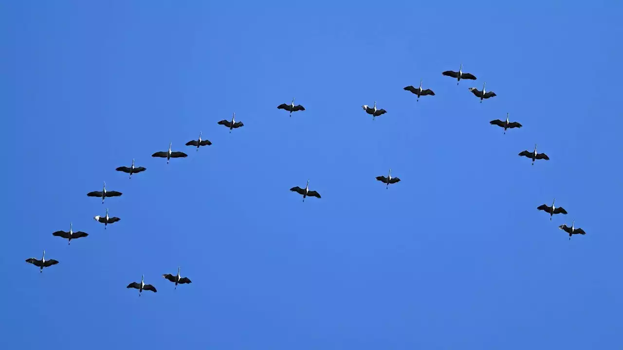 Warum gerade Tausende Kraniche über SWR3Land fliegen