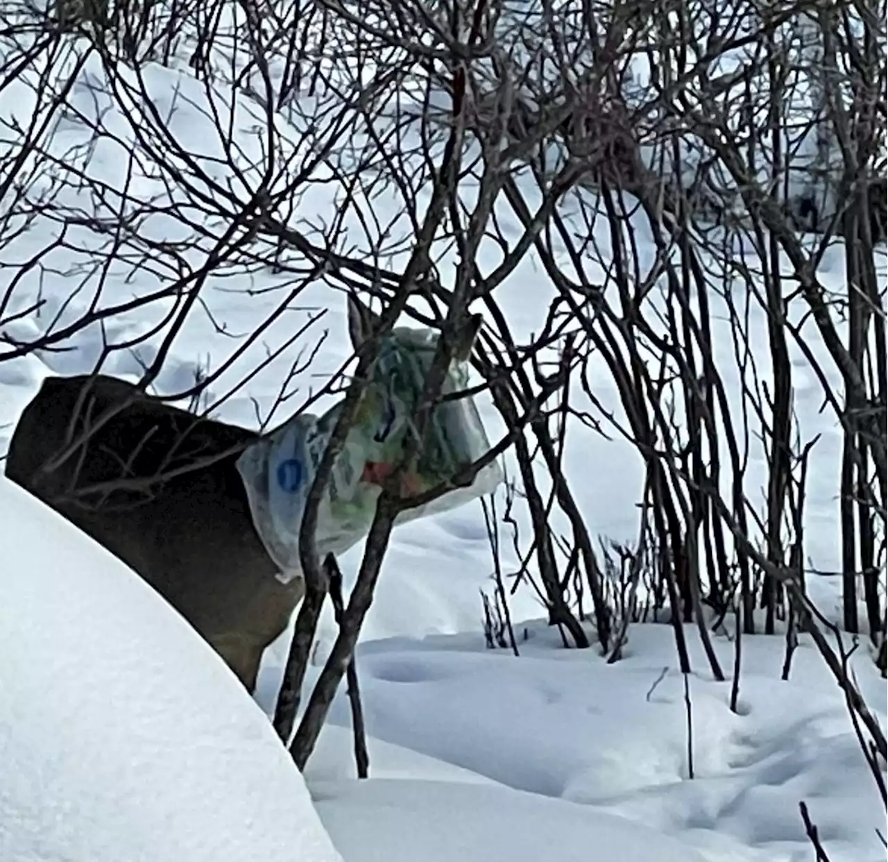 Distressed deer freed after getting head stuck in a bag