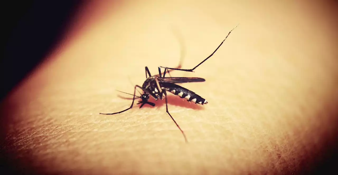 Malaria risk is spreading to new parts of Africa - TechCentral