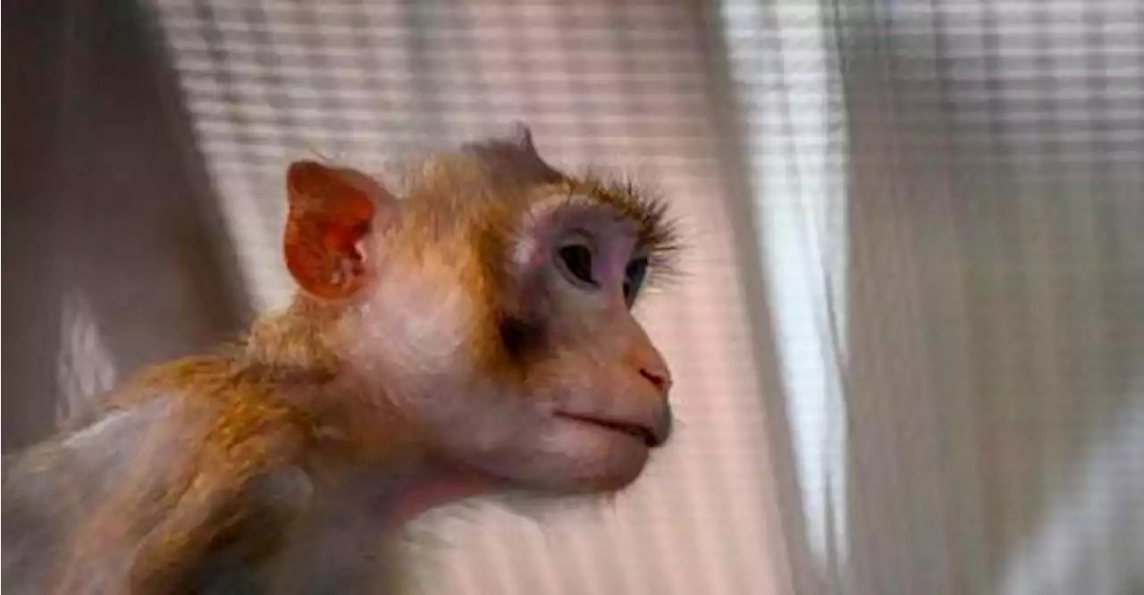 Police deny not taking action regarding report of tortured baby macaque