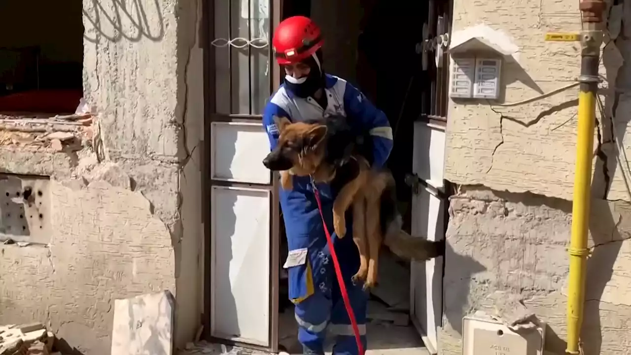 Volunteers in Turkey Try to Save Animals Trapped in Rubble After Devastating Earthquake