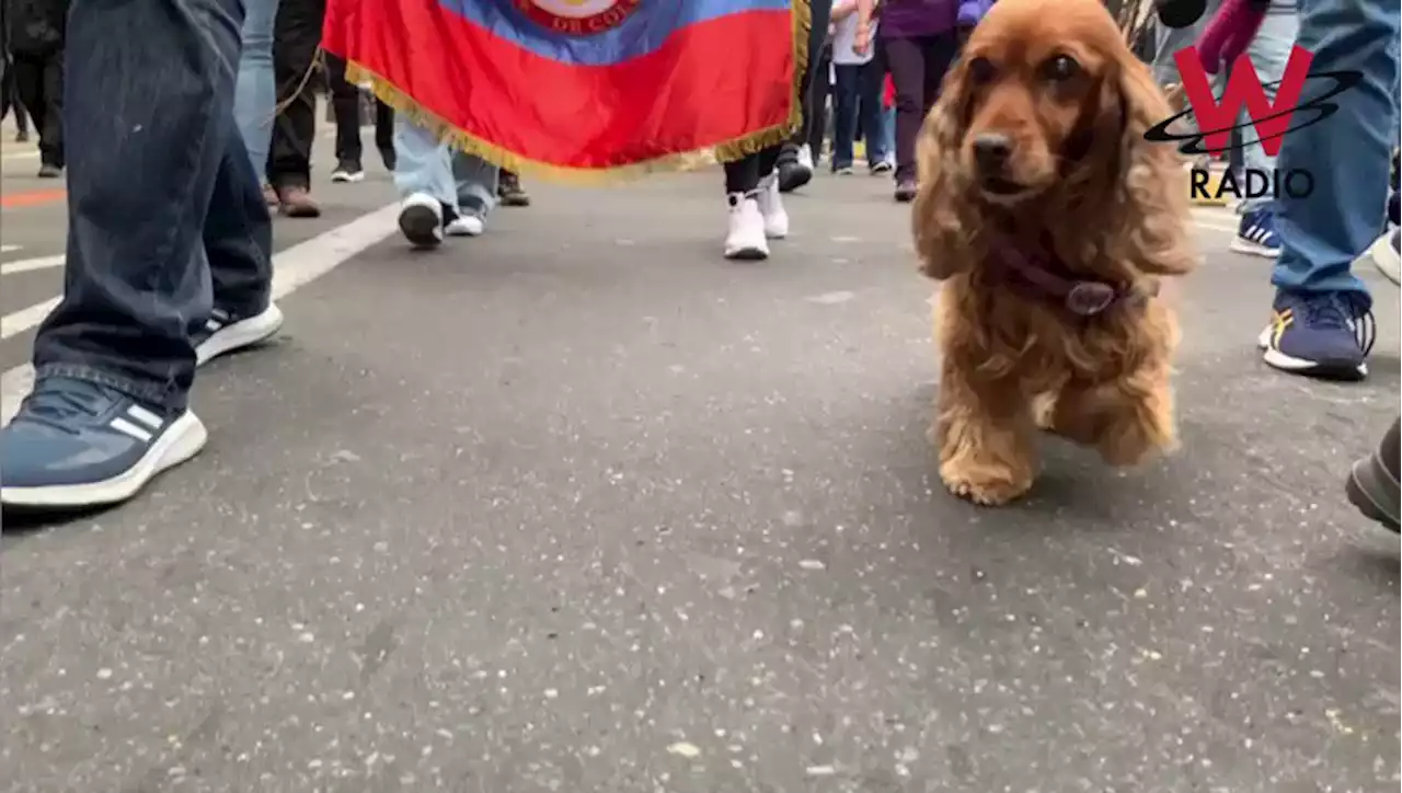 Marchas HOY 15 de febrero 2023: Oposición, recorridos EN VIVO y Transmilenio