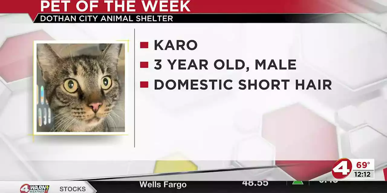 Pet of the Week: Kind Karo