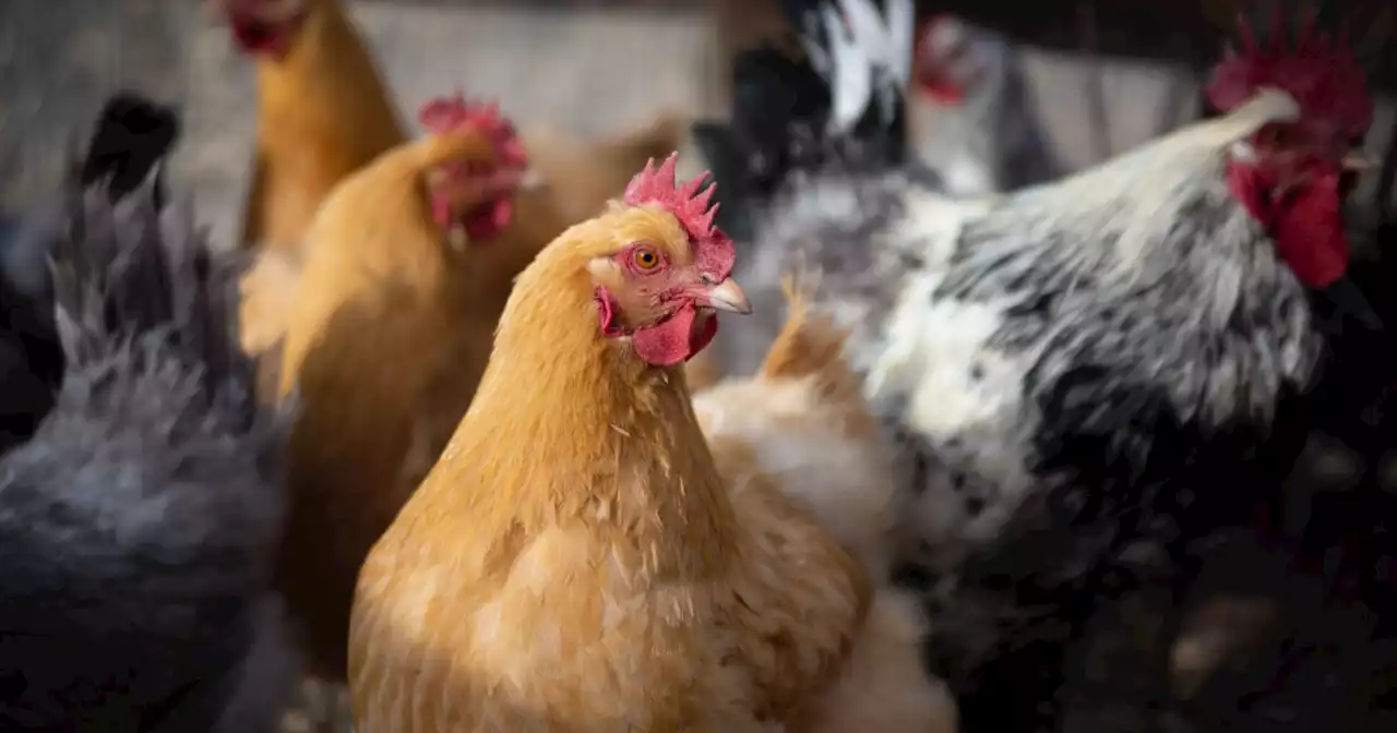 More people raise backyard chickens as egg prices continue to soar