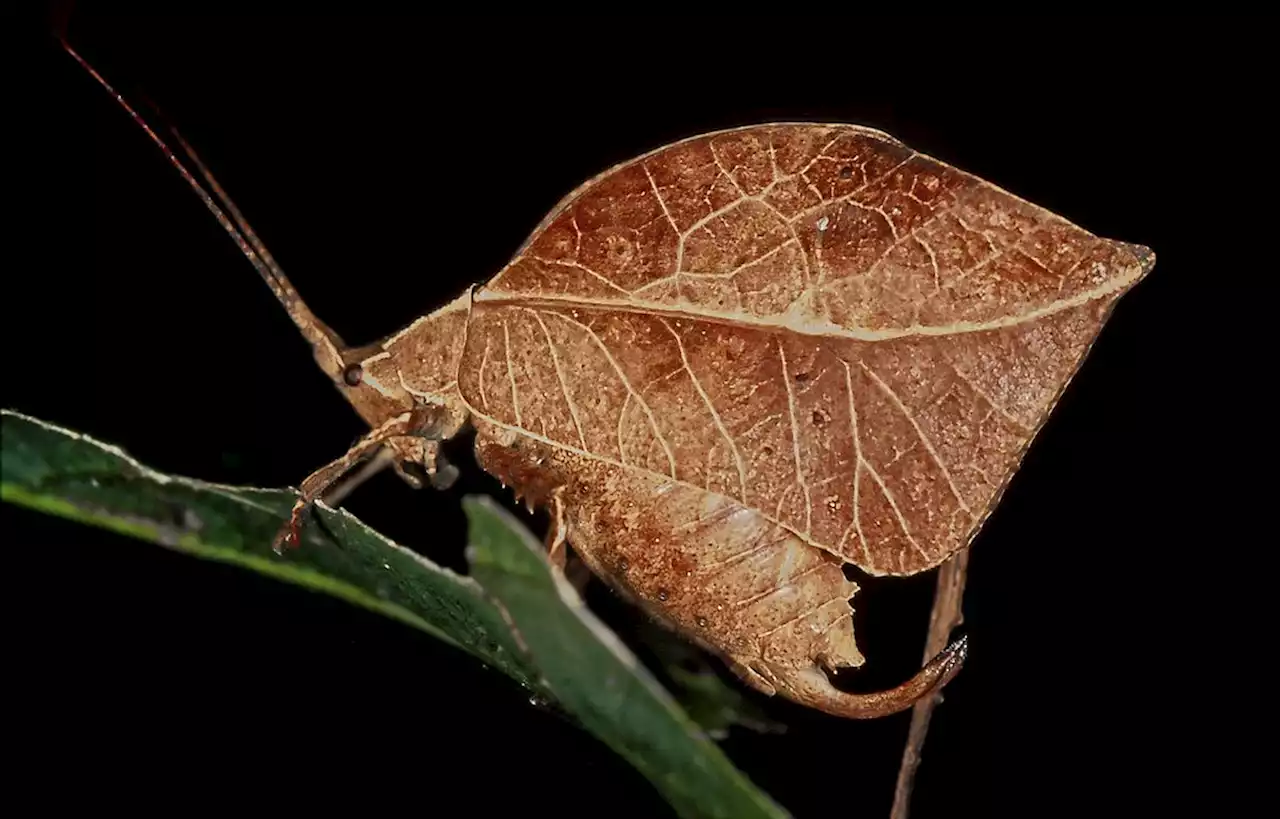 Depuis quand les insectes imitent-ils les plantes pour survivre ?