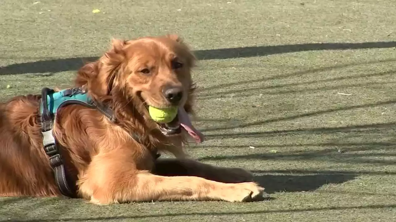 Philadelphia area sees rare outbreak of dog flu | How to keep your pets safe