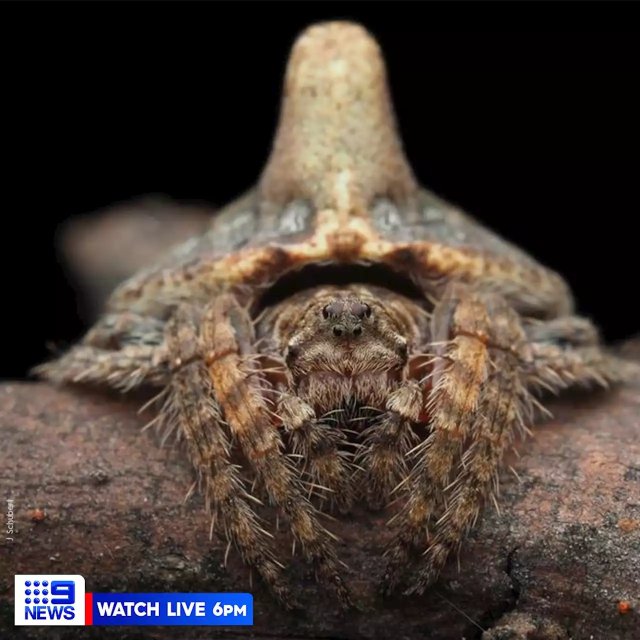 Three new spider species discovered in Australian Alps