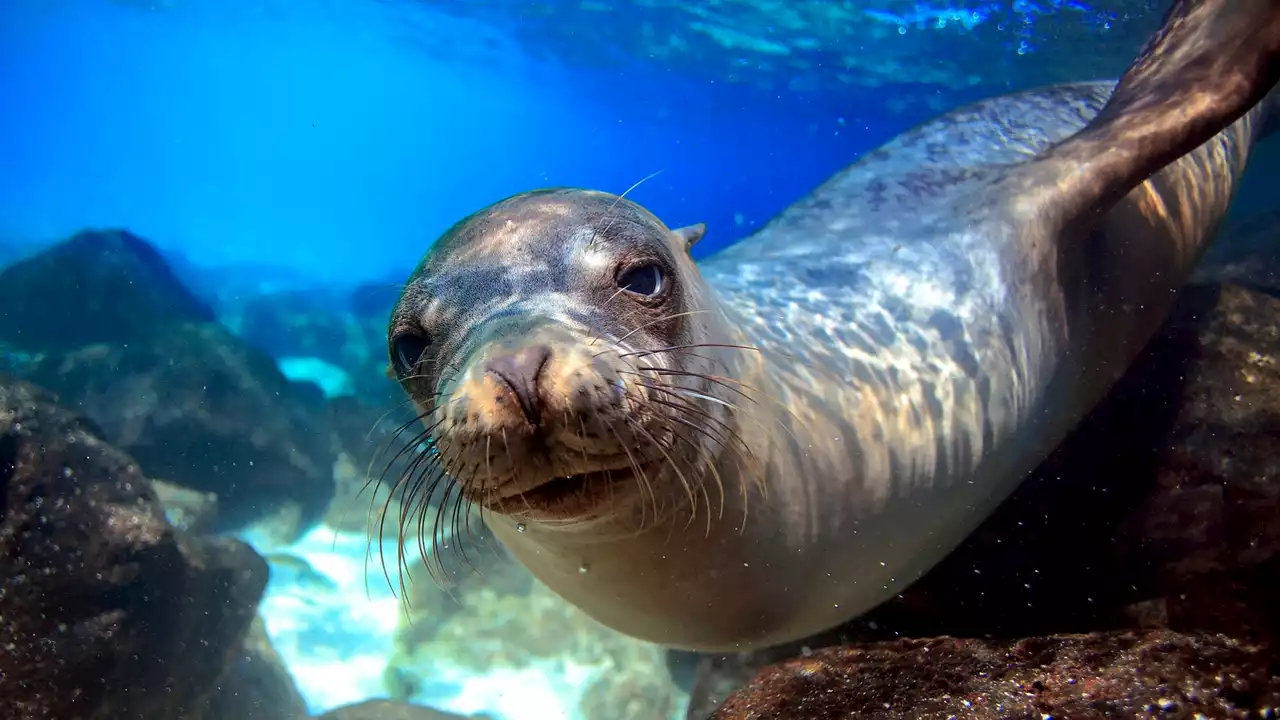 Alerta por la muerte masiva de lobos marinos en Perú por un brote de gripe A