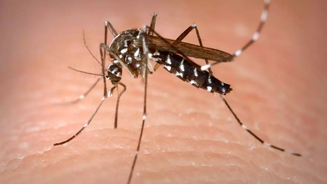 Alerta sanitaria en España por el mosquito 'Aedes aegypti'