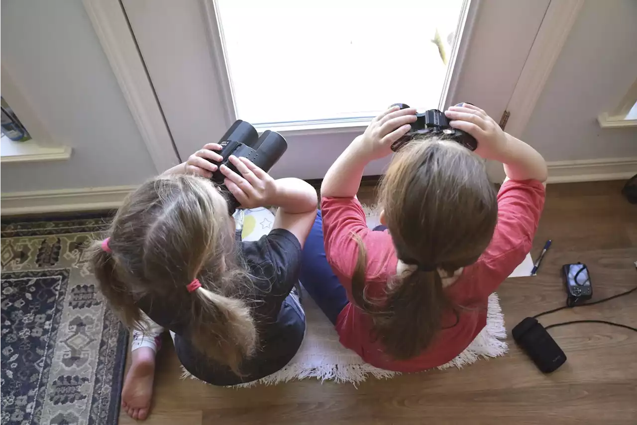 At 25, Backyard Bird Count shows power of citizen science