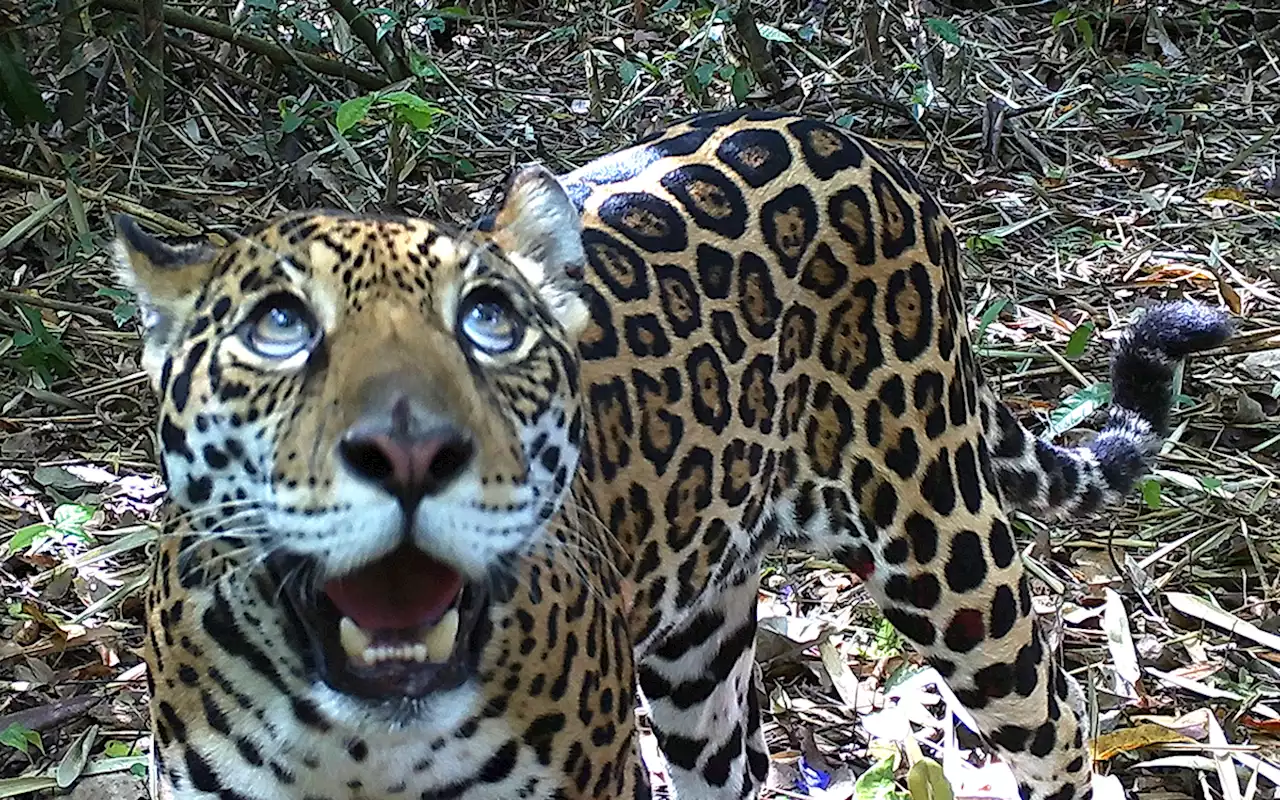 El jaguar, mayor felino de América, está amenazado en la Amazonía, WWF