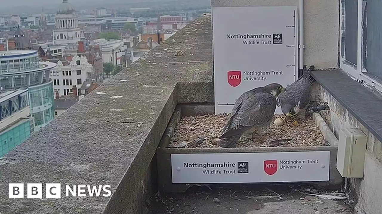 Peregrines return to Nottingham nest for breeding season