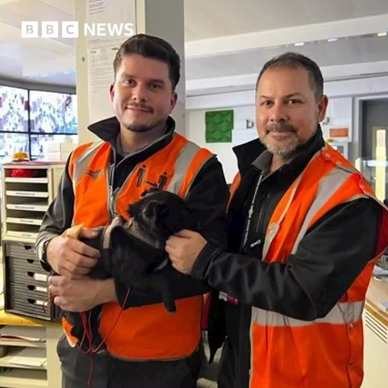 Puppy rescued from busy railway by trainee driver