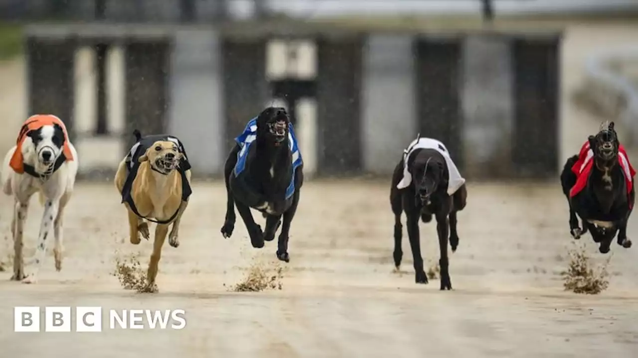 Greyhound racing: Wales to consult on ban