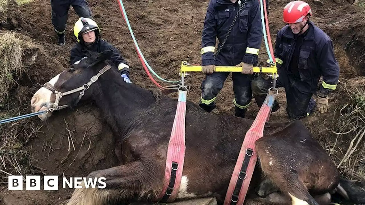 Large shire horse rescued from ditch in north Devon