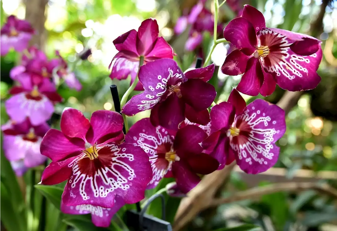 Bezaubernde Blüten: Biosphäre Potsdam lädt zur Orchideenblüte ein