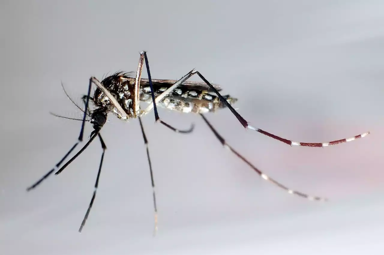 Dengue-Ausbruch in Bolivien: Tausende Menschen infiziert