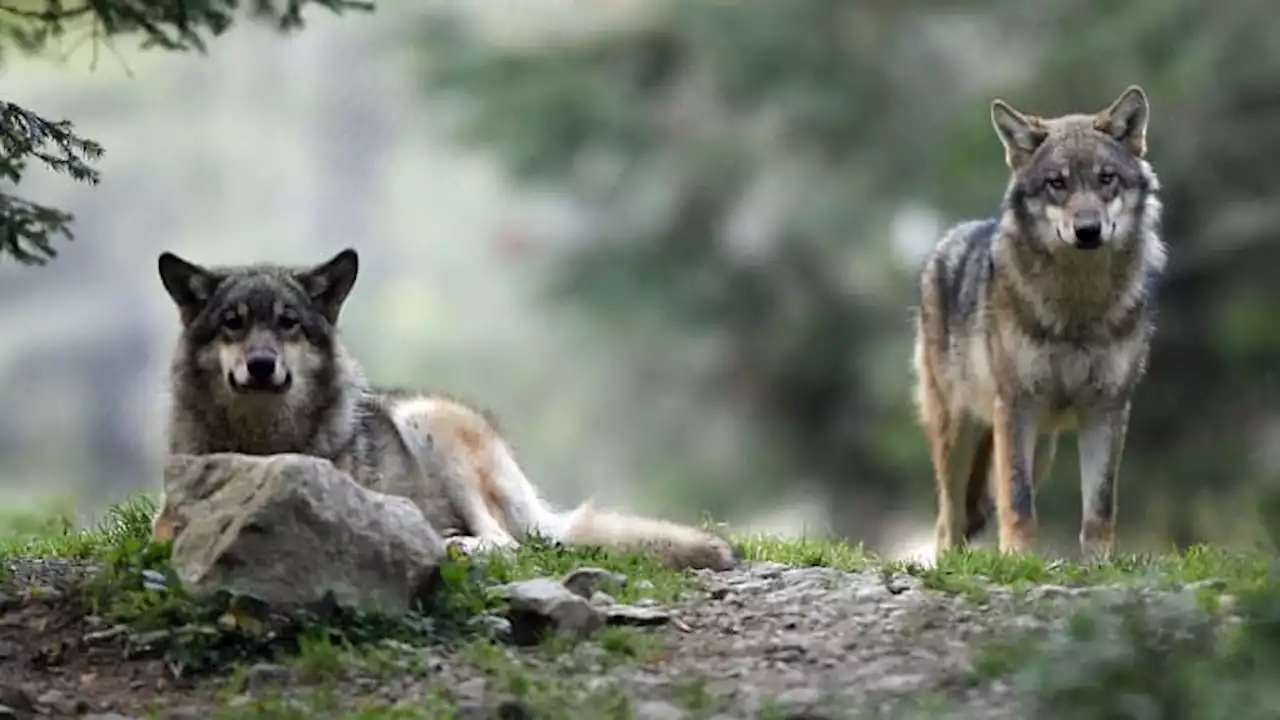 Alpes-de-Haute-Provence: un homme rencontre cinq loups, une première en France depuis leur retour