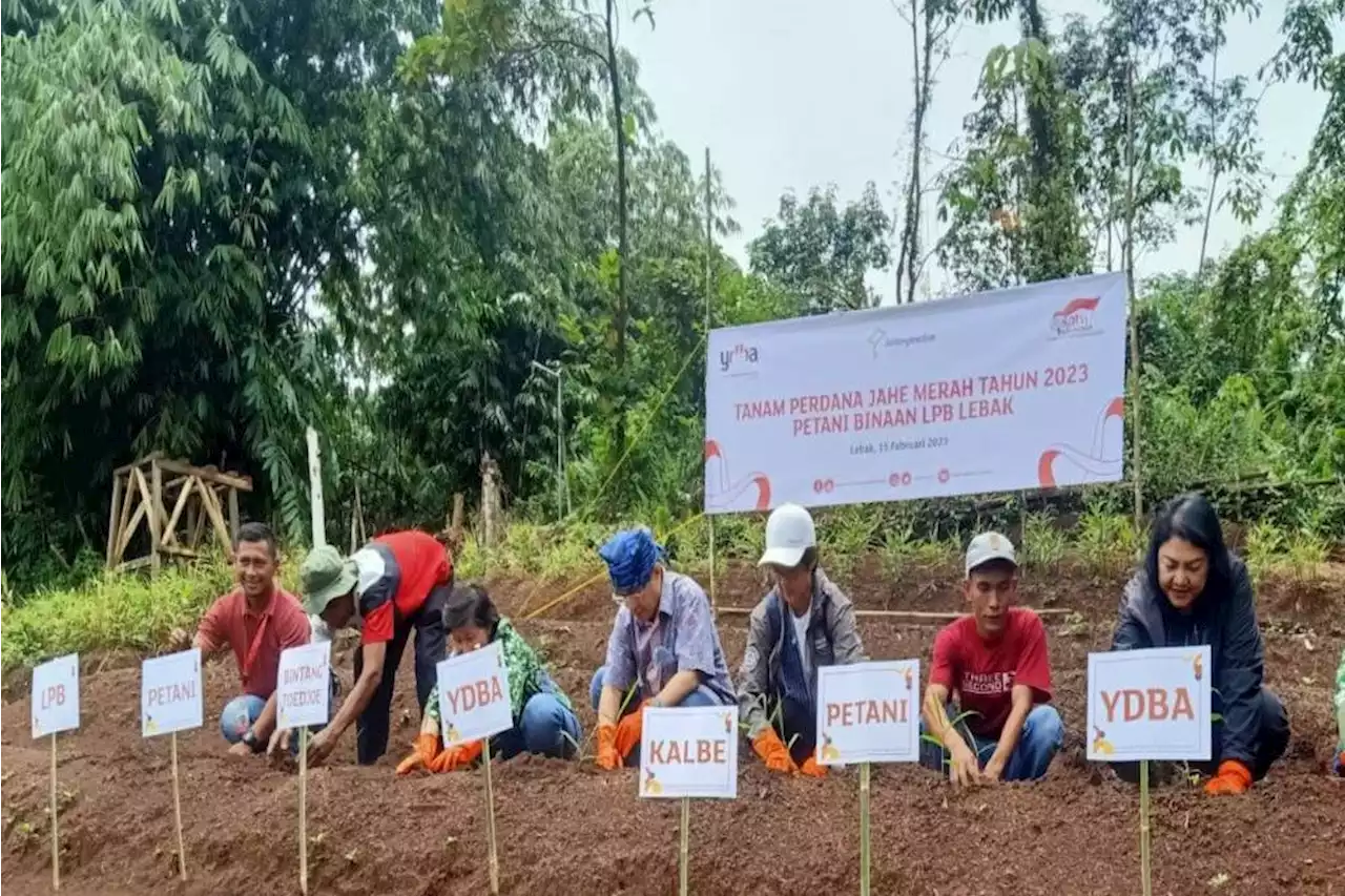 Bintang Toedjoeh Kembangkan Pertanian Jahe Merah di Lebak, Jamin Bahan Baku