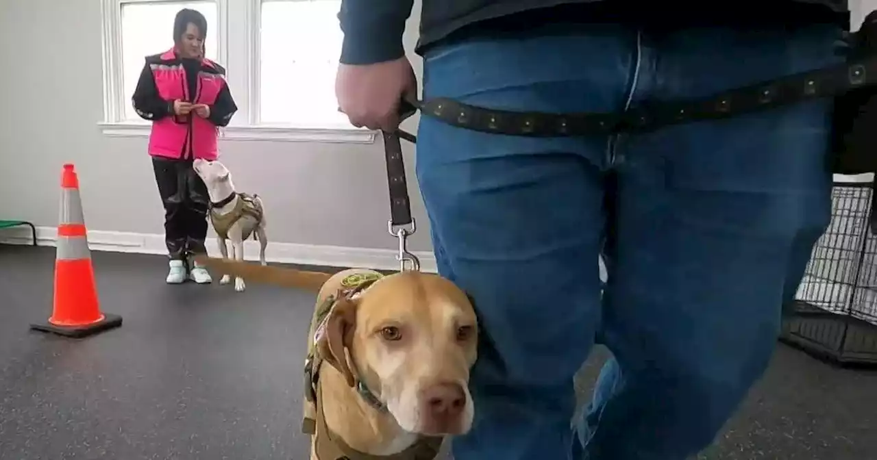 Organization that pairs service dogs with veterans opens Joliet location