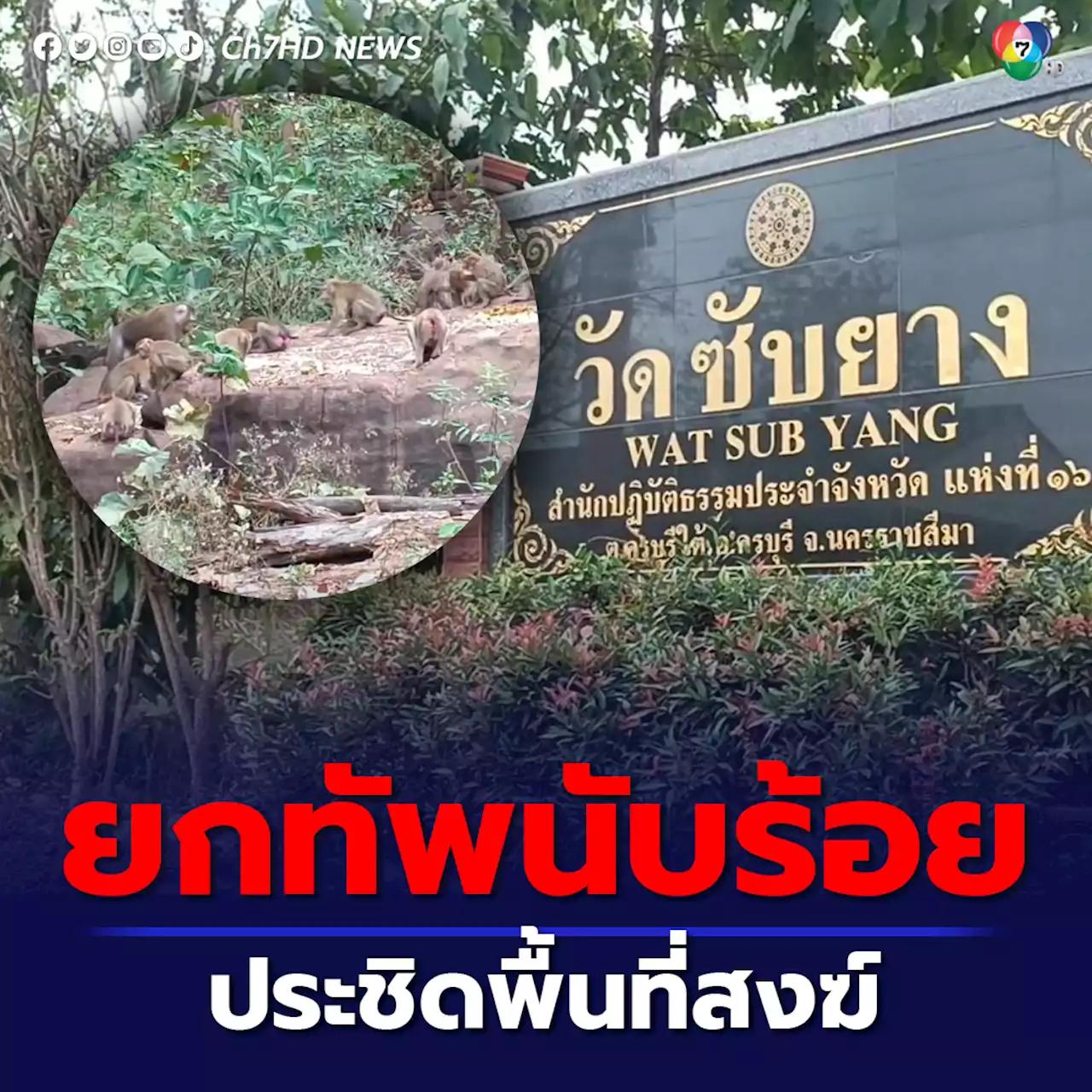 ลิงกะบุดนับร้อยยกทัพบุกประชิดวัดซับยางโคราช