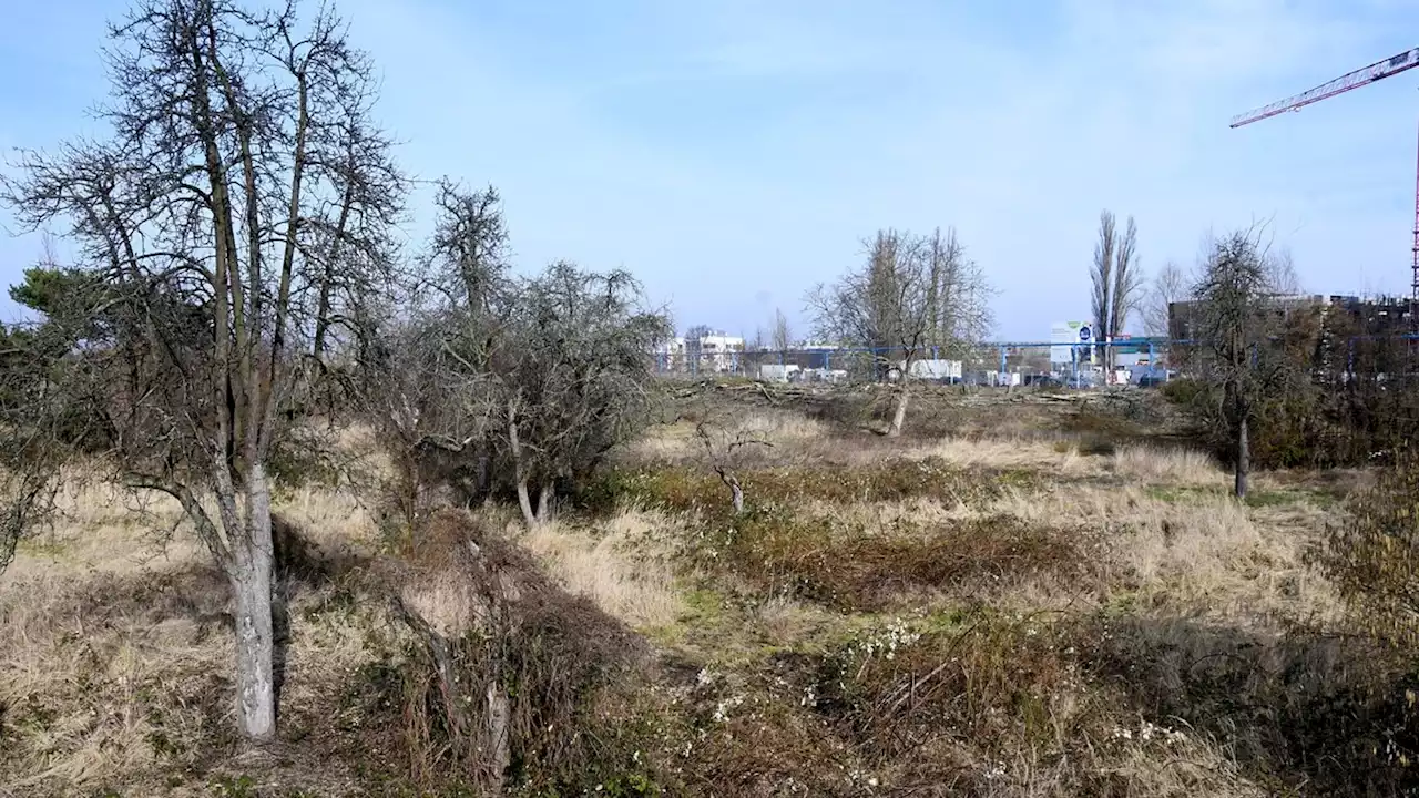 Hier entsteht Zukunft für Kinder: die Streuobstwiese in Adlershof