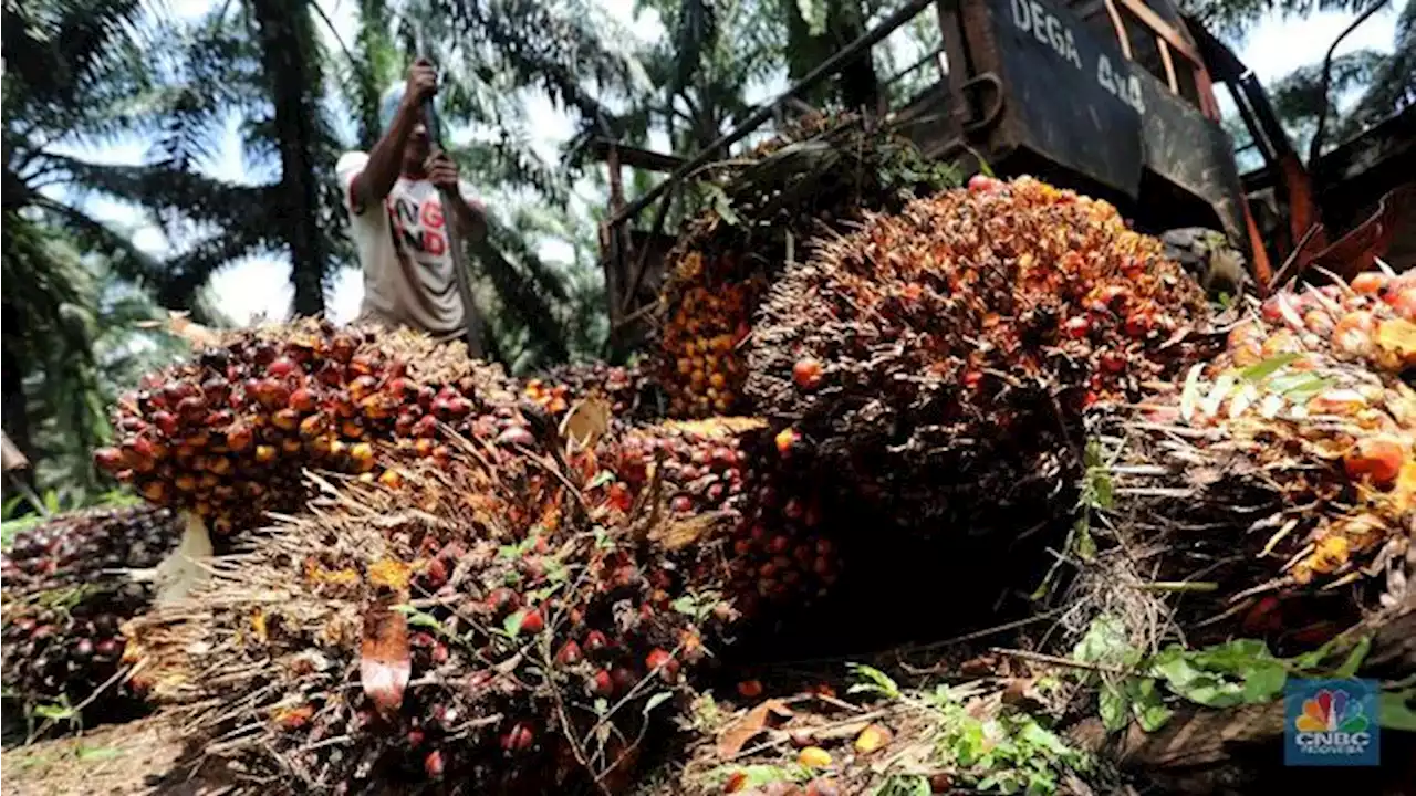 Senyum Bos Sawit Pudar, Harga CPO Terjun Terus