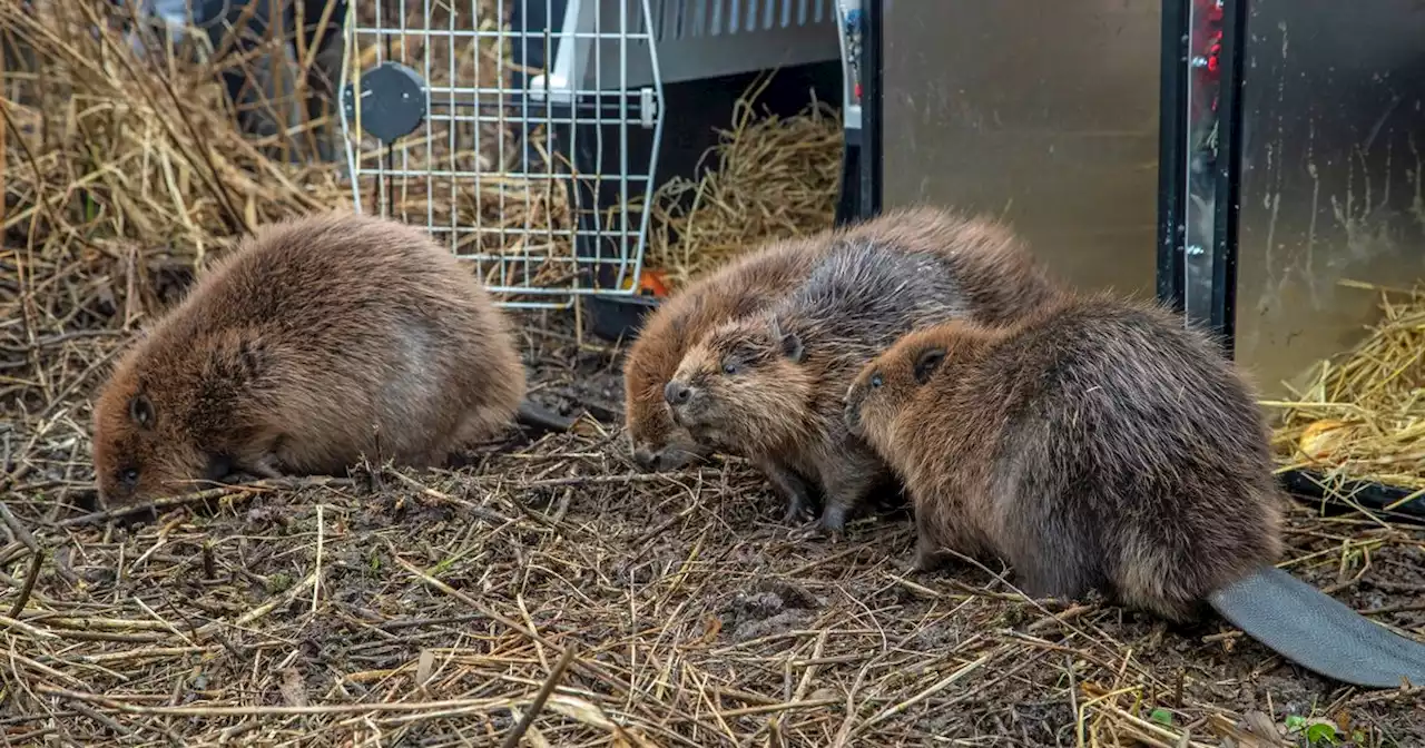 Killer otter at Loch Lomond blamed for deaths of two baby beavers