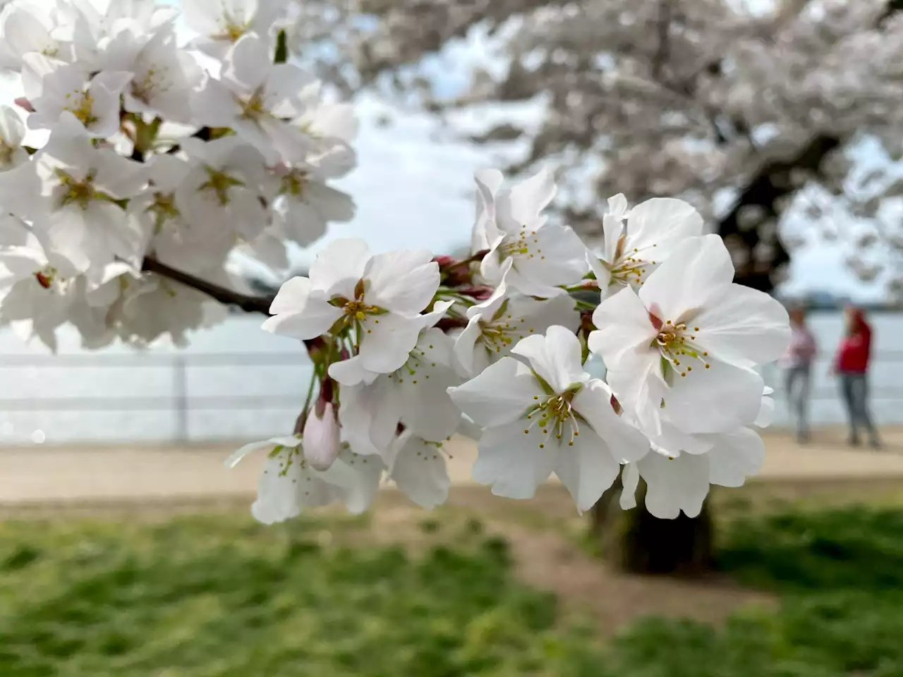 What Is The Cherry Blossom Indicator Tree, And Why Is It Budding In February?