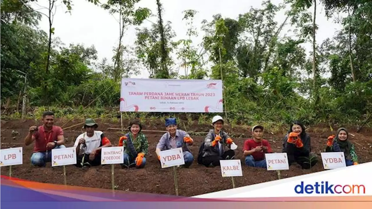 Kolaborasi Kembangkan Pertanian Jahe di Lebak Banten